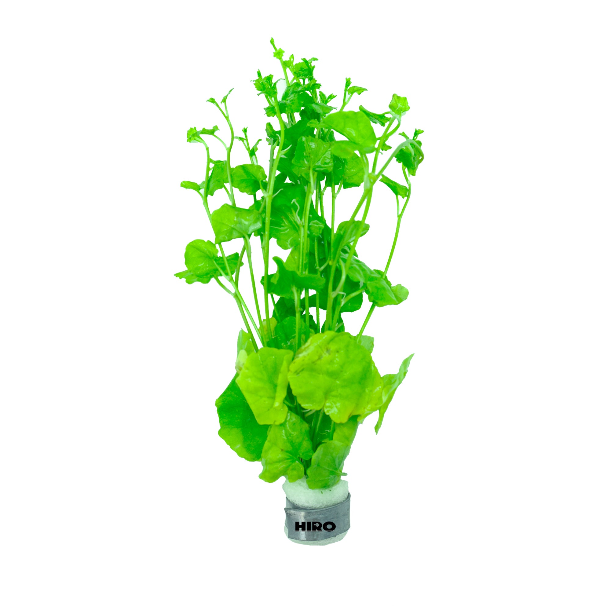 Cardamine Lyrata sp Vitnem, Japanese Cress, Chinese Ivy, Aquatic Plants, Terrarium Plants