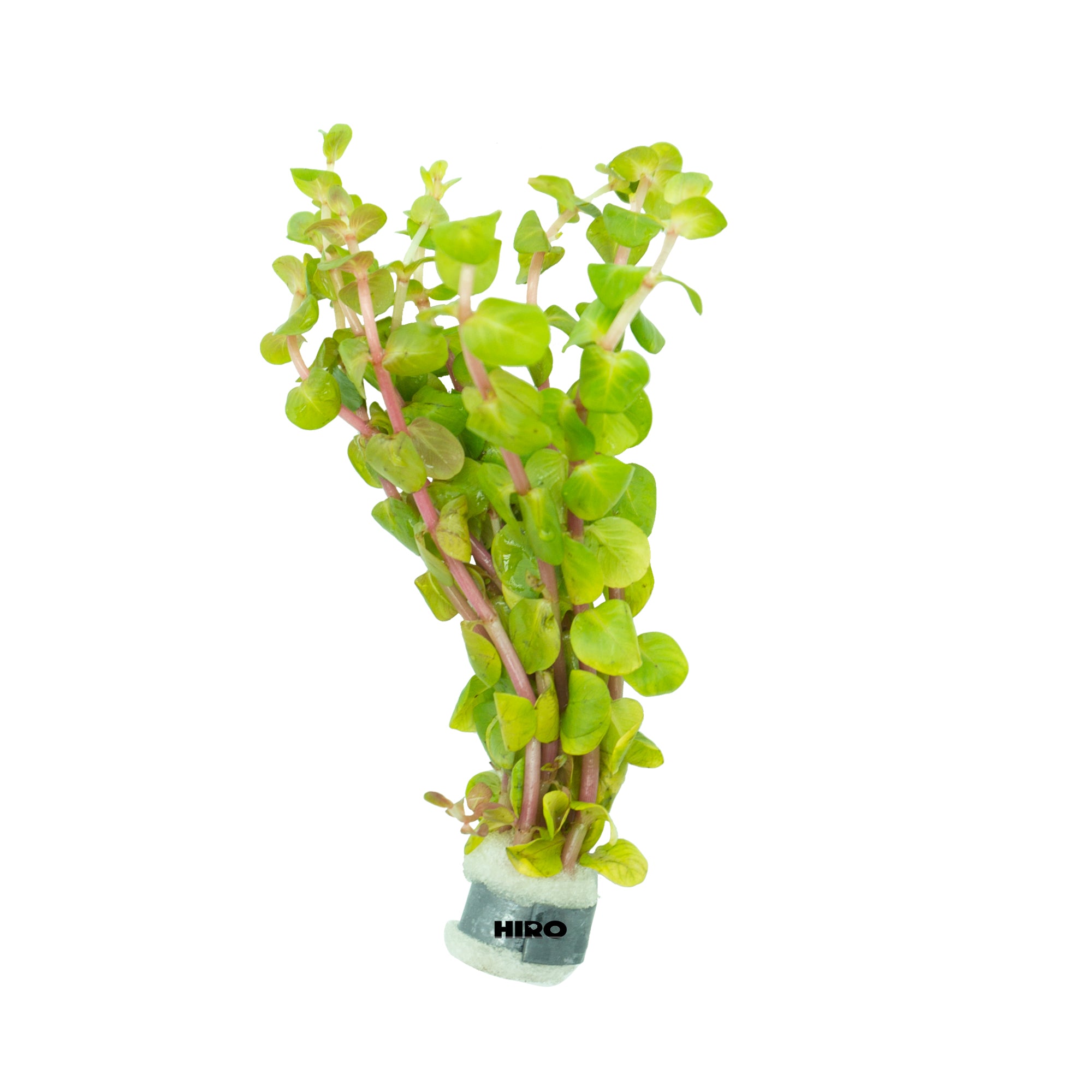 Rotala Rotundifolia Red, Aquatic plant, Background Plant