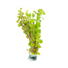 Rotala Rotundifolia Red, Aquatic plant, Background Plant
