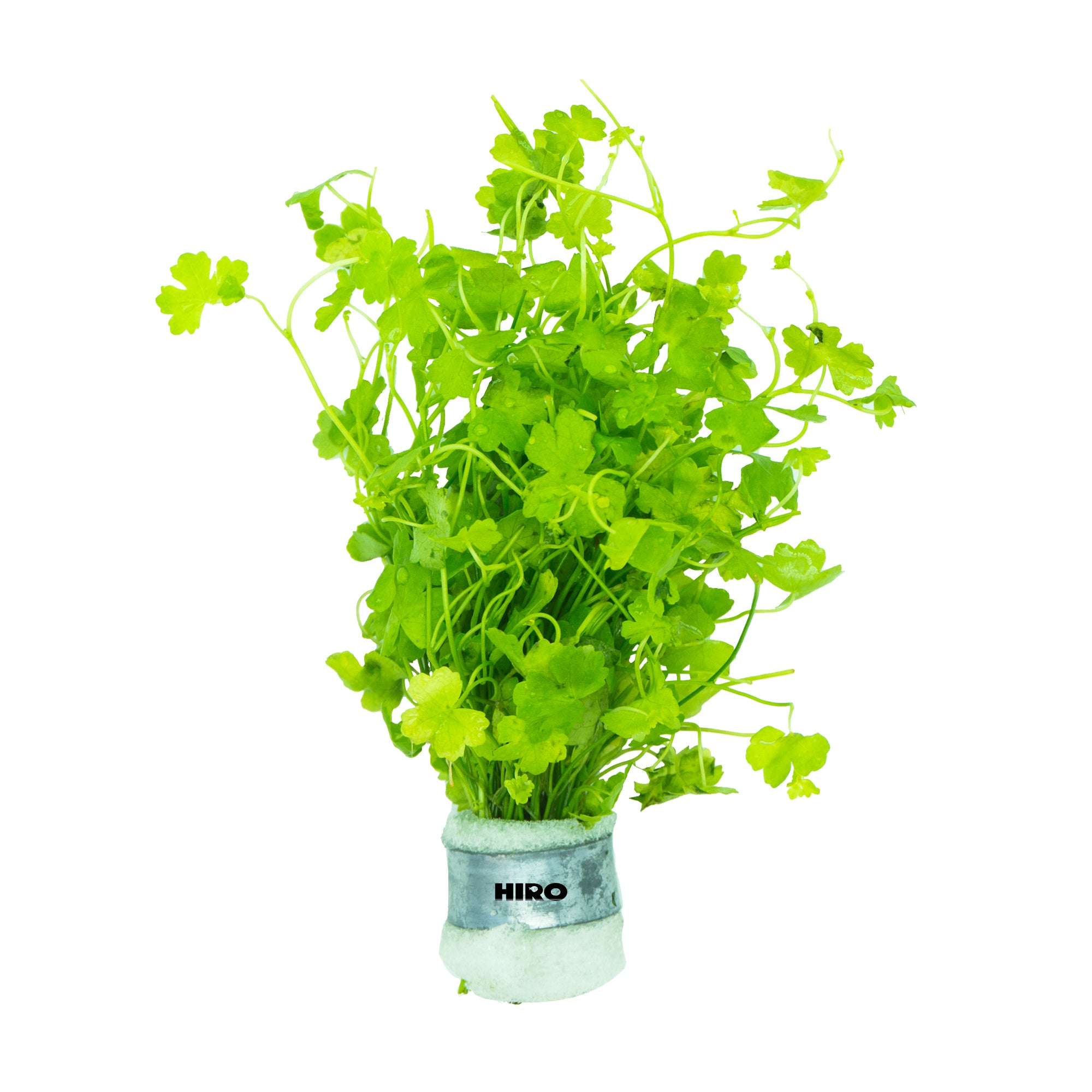 Hydrocotyle Tripartita, Carpeting Aquatic Plants, Foreground Green Plant