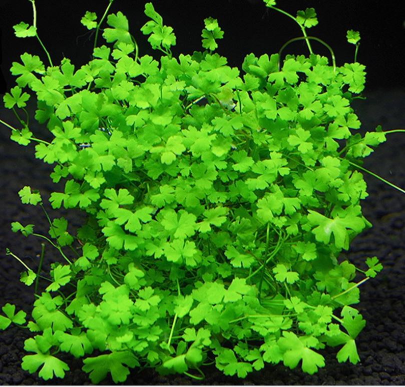 Hydrocotyle Tripartita, Carpeting Aquatic Plants, Foreground Green Plant