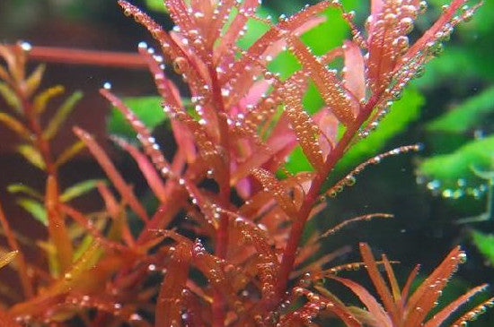 Rotala Rotundifolia Red, Aquatic plant, Background Plant