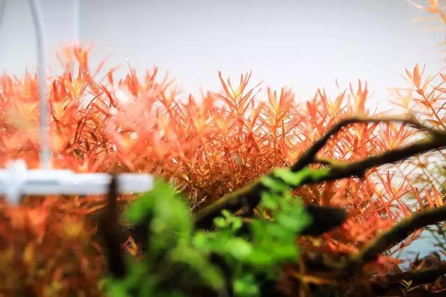 Rotala Rotundifolia Red, Aquatic plant, Background Plant