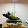 HIRO Aquatics Nano Shallow Rimless Tank, Two Size Options, for Wabikusa, Little Pond, Terra base & Nano Terrarium