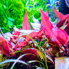 3 Stems of Alternanthera Reineckii Mini Red Carpet Live Aquarium Plant