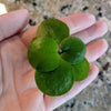 Large Amazon Frogbit, Limnobium laevigatum, Smooth Frogbit, Floating Plants