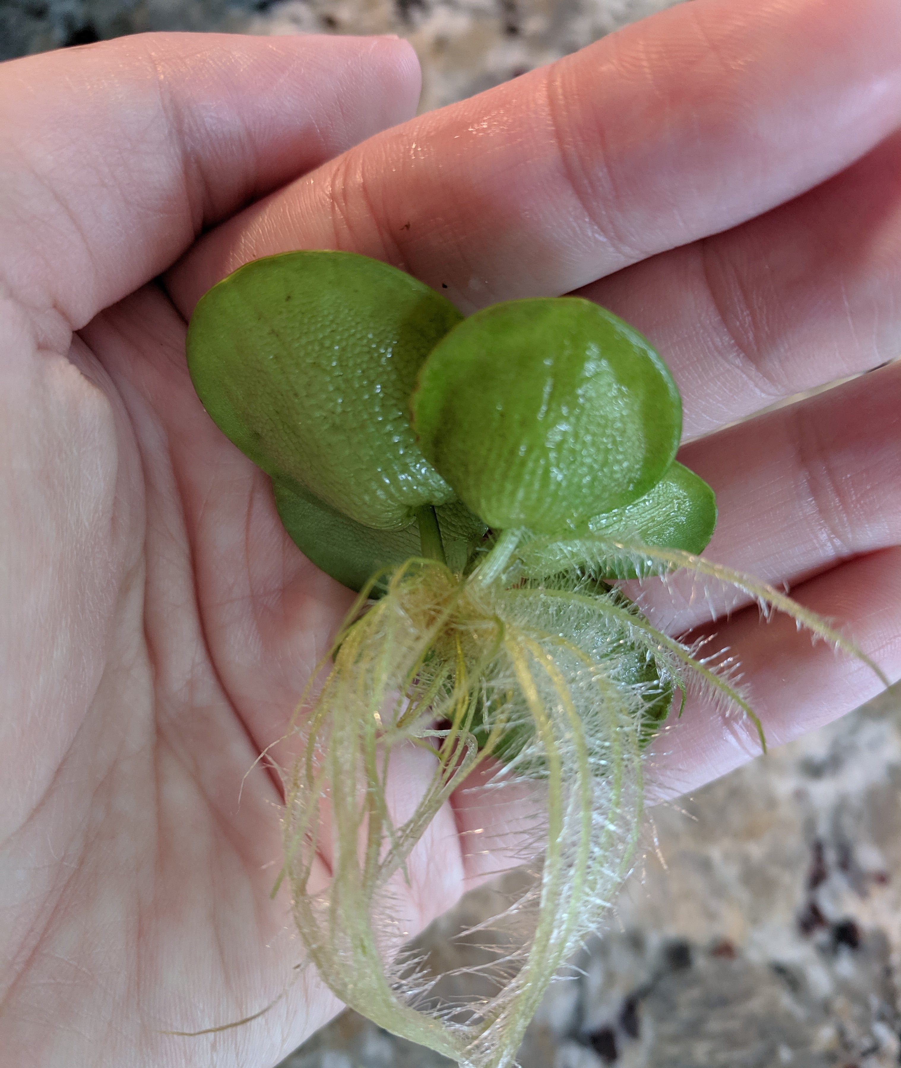 Large Amazon Frogbit, Limnobium laevigatum, Smooth Frogbit, Floating Plants