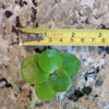 Large Amazon Frogbit, Limnobium laevigatum, Smooth Frogbit, Floating Plants