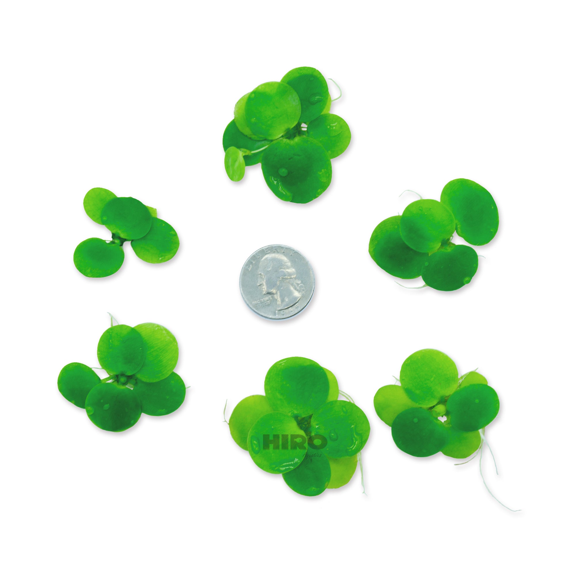 Amazon Frogbit, Limnobium laevigatum, Smooth Frogbit, Floating Plants