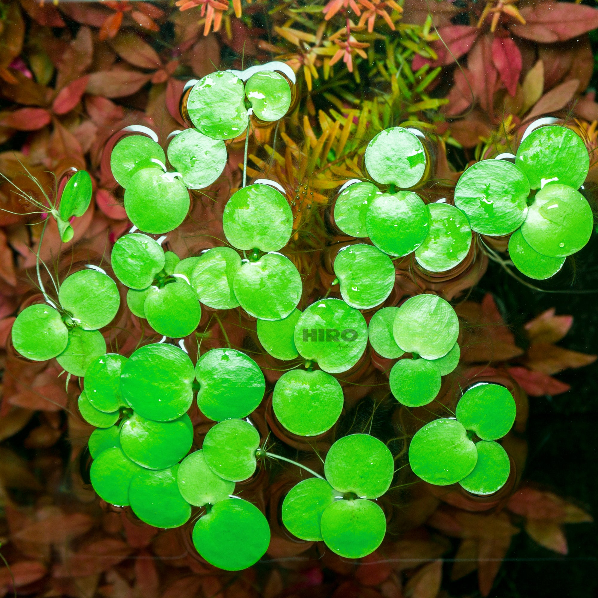 Amazon Frogbit, Limnobium laevigatum, Smooth Frogbit, Floating Plants