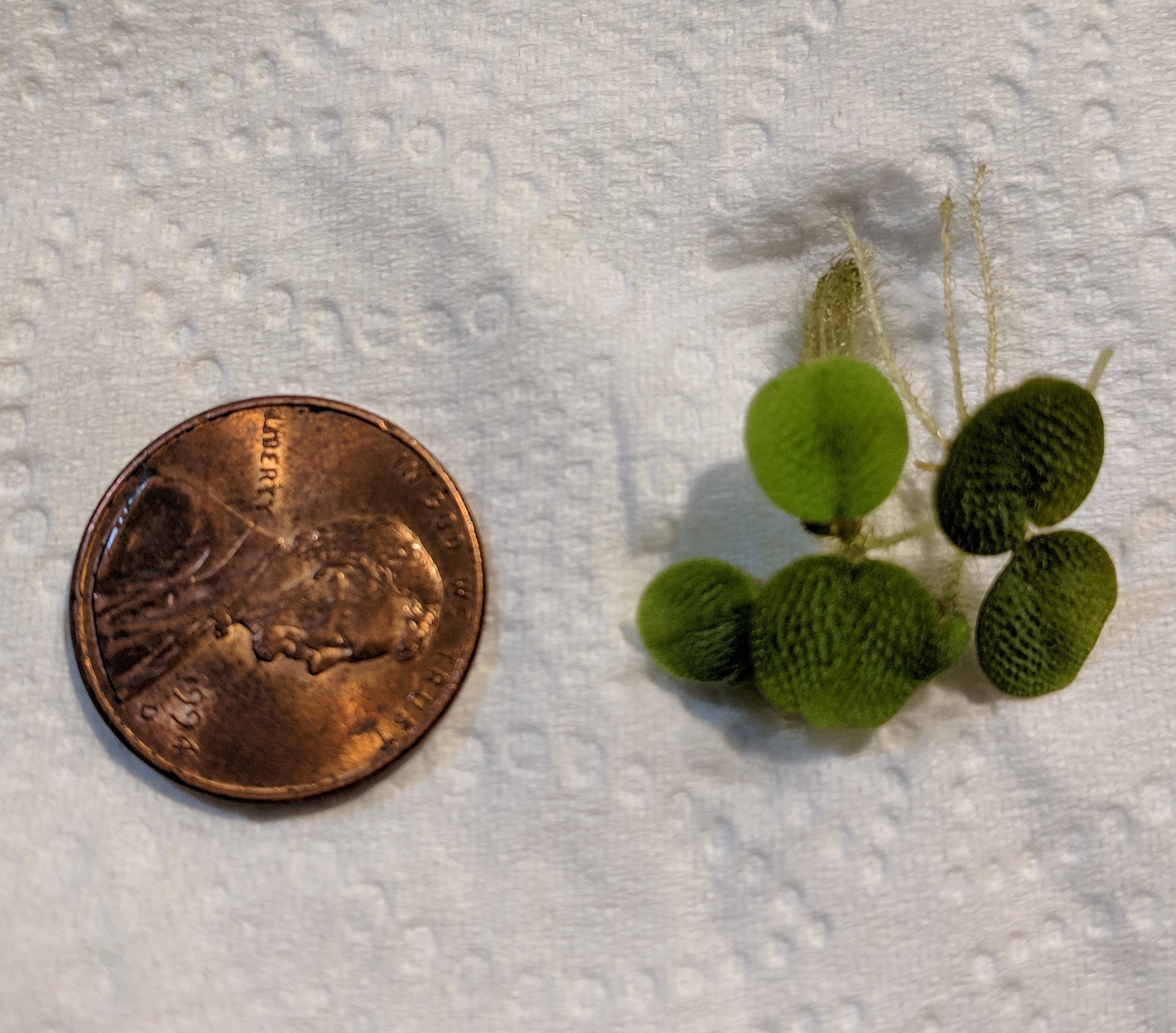6 Mini Amazon Frogbit + 6 Water Spangles Combo, Aquarium Floating Plants