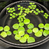 6 Mini Amazon Frogbit + 6 Water Spangles Combo, Aquarium Floating Plants