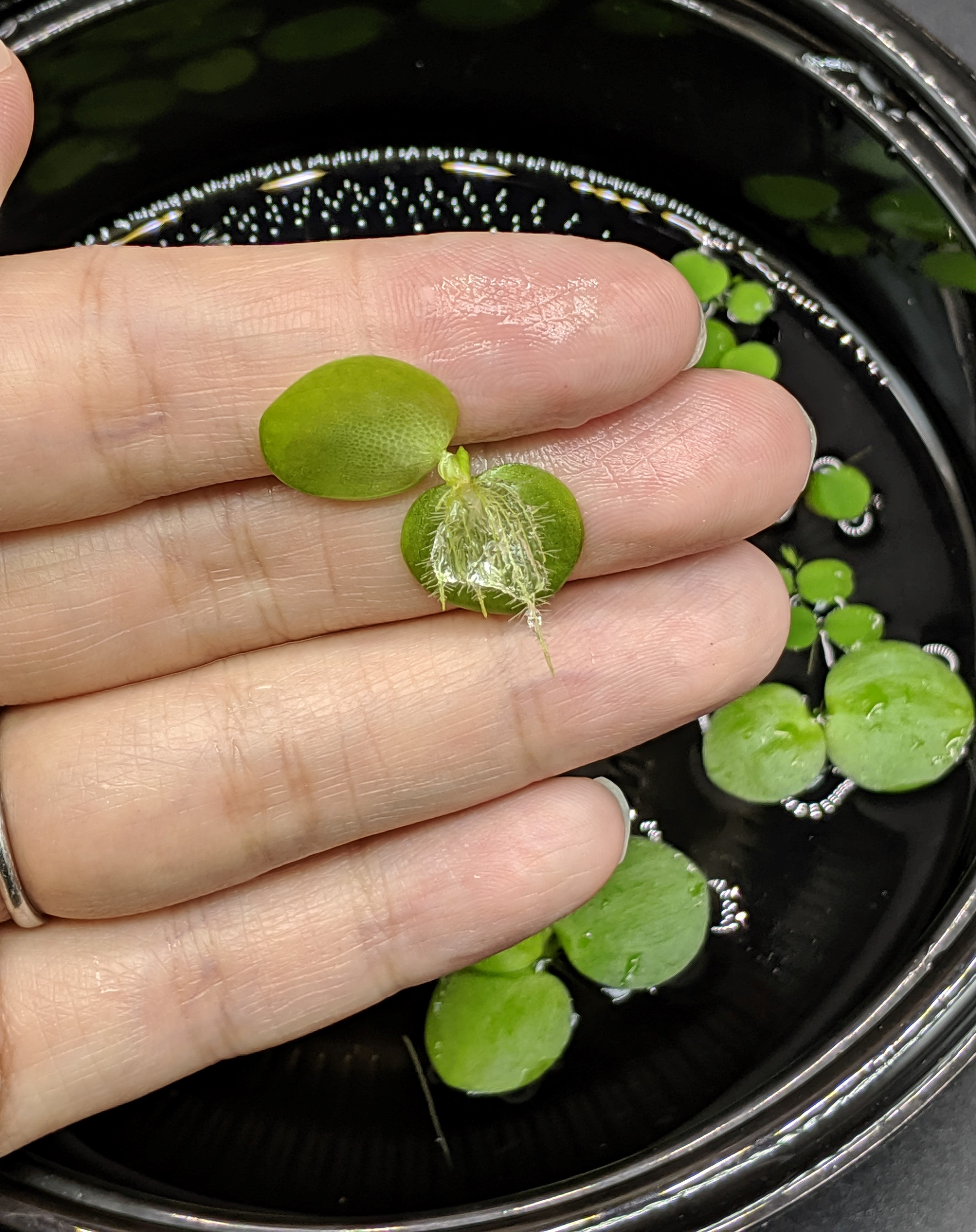 6 Mini Amazon Frogbit + 6 Water Spangles Combo, Aquarium Floating Plants