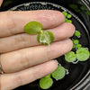 6 Mini Amazon Frogbit + 6 Water Spangles Combo, Aquarium Floating Plants